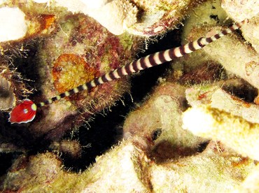 Ringed Pipefish - Doryrhamphus dactyliophorus - Yap, Micronesia