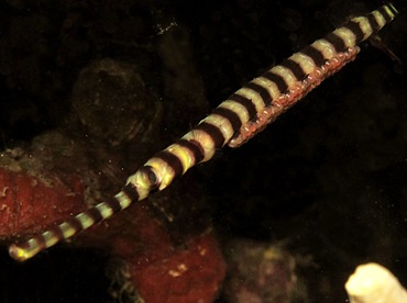 Ringed Pipefish - Doryrhamphus dactyliophorus - Yap, Micronesia