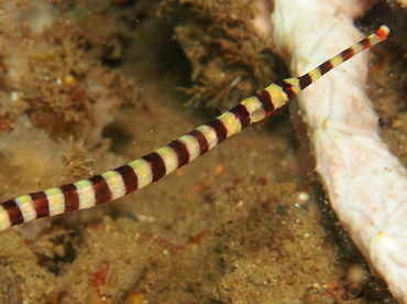 Ringed Pipefish - Doryrhamphus dactyliophorus - Lembeh Strait, Indonesia