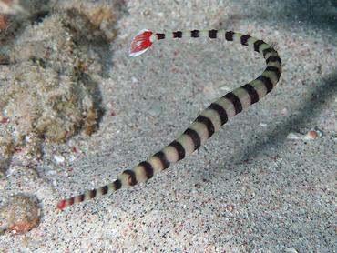 Ringed Pipefish - Dunckerocampus dactyliophorus - Lombok, Indonesia