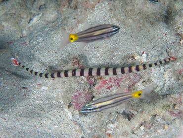 Ringed Pipefish - Dunckerocampus dactyliophorus - Lombok, Indonesia