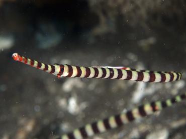 Ringed Pipefish - Dunckerocampus dactyliophorus - Bali, Indonesia