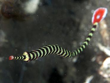 Ringed Pipefish - Dunckerocampus dactyliophorus - Bali, Indonesia