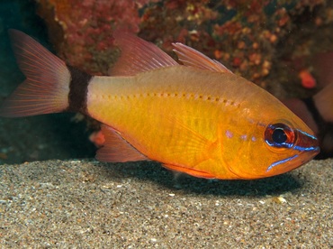 Ring-Tailed Cardinalfish - Ostorhinchus aureus - Dumaguete, Philippines