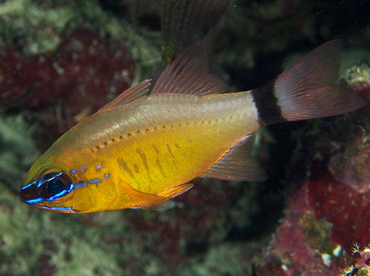 Ring-Tailed Cardinalfish - Ostorhinchus aureus - Fiji