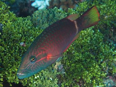 Ringtail Wrasse - Oxycheilinus unifasciatus - Rangiroa, French Polynesia