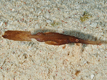 Robust Ghost Pipefish - Solenostomus cyanopterus - Wakatobi, Indonesia