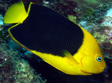 Rock Beauty - Holacanthus tricolor - Grand Cayman
