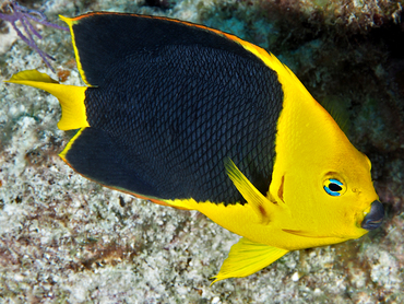 Rock Beauty - Holacanthus tricolor - Turks and Caicos