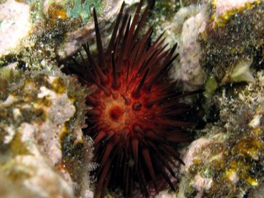 Rock-Boring Urchin - Echinometra lucunter - St John, USVI