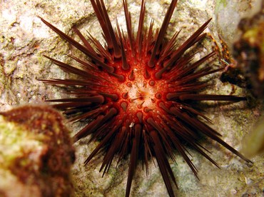 Rock-Boring Urchin - Echinometra lucunter - Grand Cayman