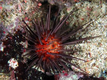 Atlantic Rock-Boring Urchin - Echinometra lucunter - British Virgin Islands