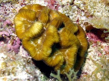 Rose Coral - Manicina areolata - Grand Cayman