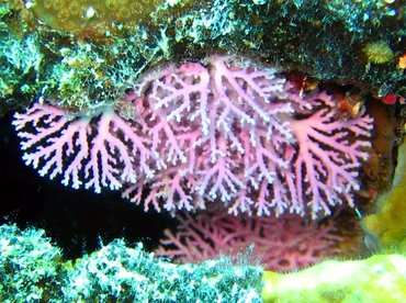 Rose Lace Coral - Stylaster roseus - Nassau, Bahamas