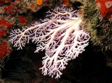 Rose Lace Coral - Stylaster roseus - St Thomas, USVI