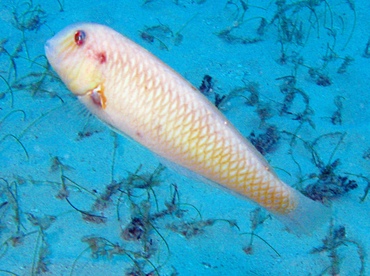 Rosy Razorfish - Xyrichtys martinicensis - Belize