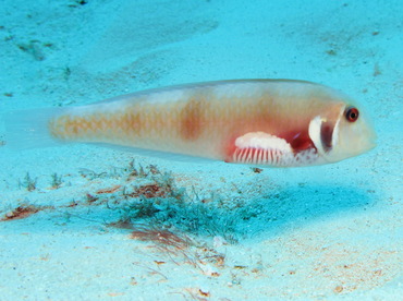 Rosy Razorfish - Xyrichtys martinicensis - Cozumel, Mexico