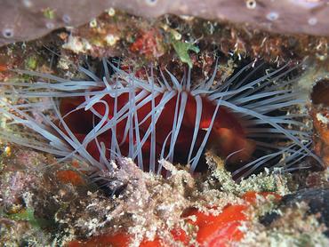 Rough Fileclam - Ctenoides scaber - British Virgin Islands