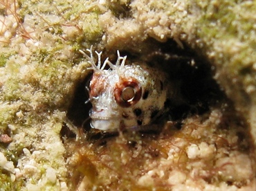 Roughhead Blenny - Acanthemblemaria aspera - Grand Cayman