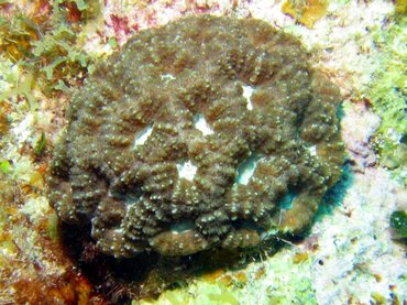 Rough Star Coral - Isophyllia rigida - Roatan, Honduras