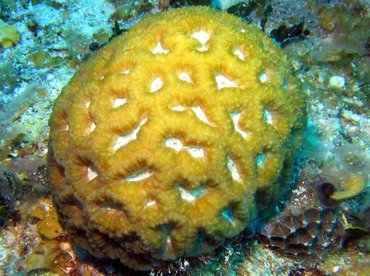 Rough Star Coral - Isophyllia rigida - Turks and Caicos
