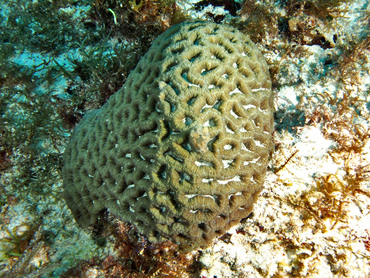 Rough Star Coral - Isophyllia rigida - Cozumel, Mexico