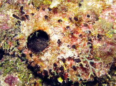 Rough Tube Sponge - Oceanapia bartschi - Belize