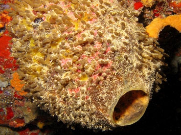 Rough Tube Sponge - Oceanapia bartschi - St Thomas, USVI