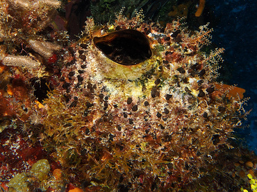 Rough Tube Sponge - Oceanapia bartschi - Cozumel, Mexico