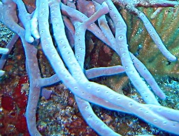 Row Pore Rope Sponge - Aplysina cauliformis - Bimini, Bahamas