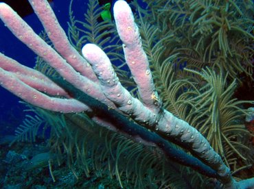 Row Pore Rope Sponge - Aplysina cauliformis - Turks and Caicos