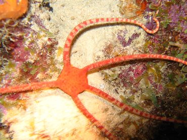 Ruby Brittle Star - Ophioderma rubicundum - Bonaire