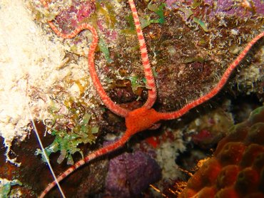 Ruby Brittle Star - Ophioderma rubicundum - Bonaire