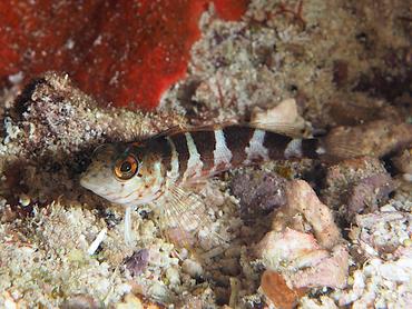 Saddled Blenny - Malacoctenus triangulatus - British Virgin Islands