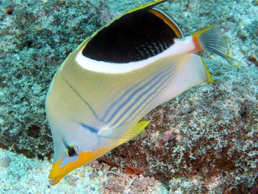 Saddled Butterflyfish - Chaetodon ephippium - Rangiroa, French Polynesia