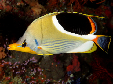 Saddled Butterflyfish - Chaetodon ephippium - Fiji
