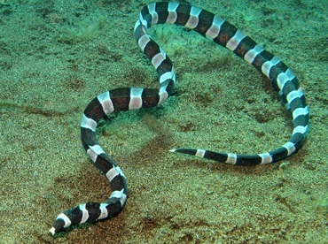 Saddled Snake Eel - Leiuranus semicinctus - Dumaguete, Philippines