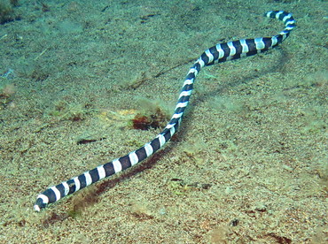 Saddled Snake Eel - Leiuranus semicinctus - Dumaguete, Philippines