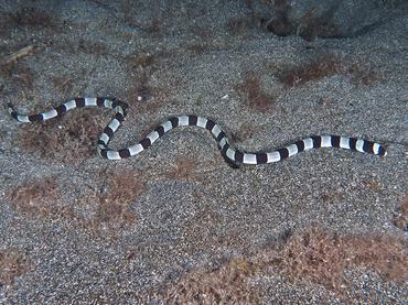 Banded Snake Eel - Myrichthys colubrinus - Komodo, Indonesia