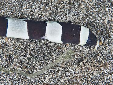 Banded Snake Eel - Myrichthys colubrinus - Komodo, Indonesia