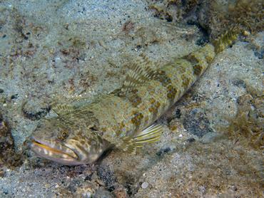 Sand Diver - Synodus intermedius - British Virgin Islands