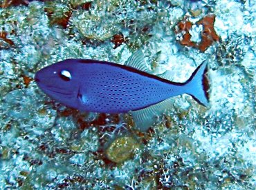 Sargassum Triggerfish - Xanthichthys ringens - Bimini, Bahamas