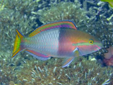 Yellowfin Parrotfish - Scarus flavipectoralis - Komodo, Indonesia