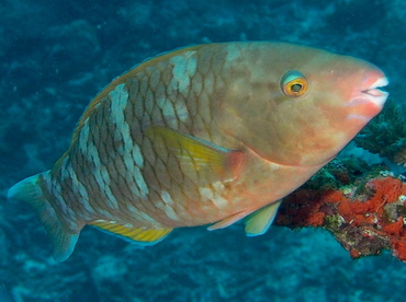 Blue-Barred Parrotfish - Scarus ghobban - Fiji
