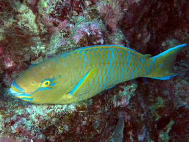 Blue-Barred Parrotfish - Scarus ghobban - Great Barrier Reef, Australia