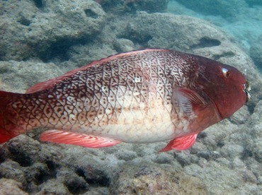 Redlip Parrotfish - Scarus rubroviolaceus - Oahu, Hawaii