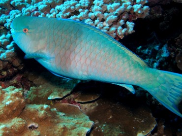 Redlip Parrotfish - Scarus rubroviolaceus - Maui, Hawaii