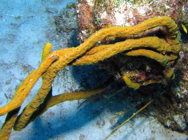 Scattered Pore Rope Sponge - Aplysina fulva - Turks and Caicos