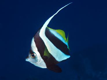 Schooling Bannerfish - Heniochus diphreutes - Komodo, Indonesia