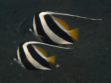 Schooling Bannerfish - Heniochus diphreutes - Bali, Indonesia